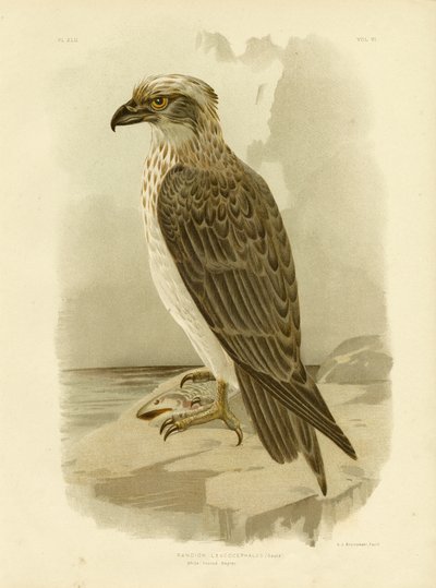 White-Headed Osprey by Gracius Broinowski